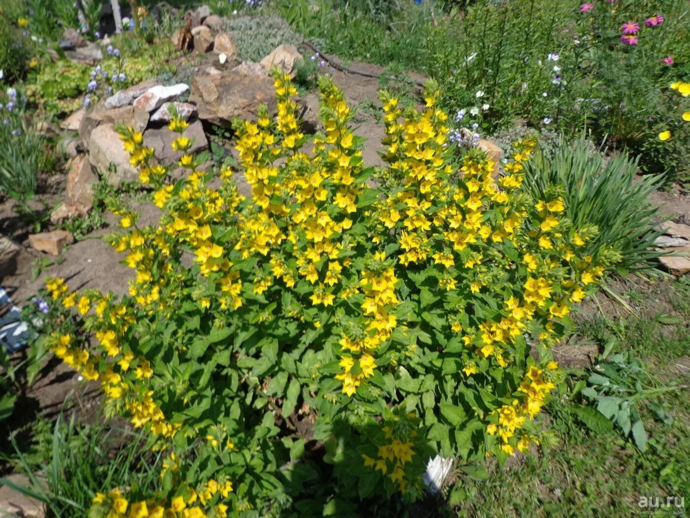 9 plants that attract butterflies Flowers perennials, Autumn garden, Types of he