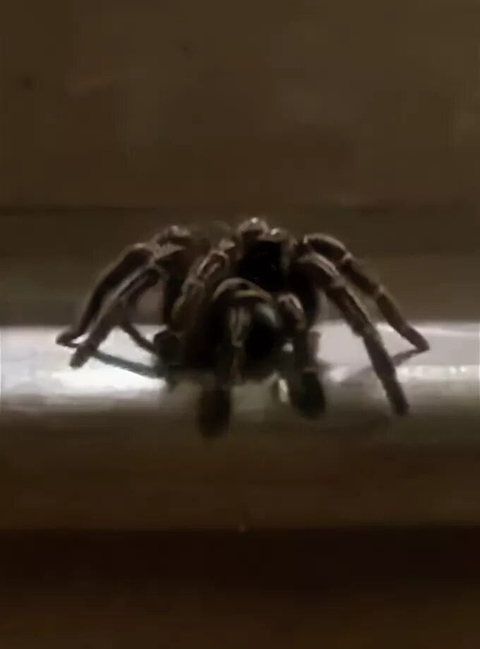 страшные украшения на хэллоуин. один дома кевин в пижаме. один дома старший брат кевина бас. дом пауков. атака пауков фильм 2002 тарантул.