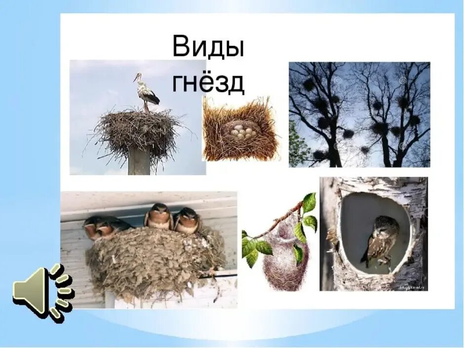 Птица строит гнездо. Птицы живущие в гнездах. Гнездо перелетных птиц. Гнездование птиц весной. Птицы и их жилища.