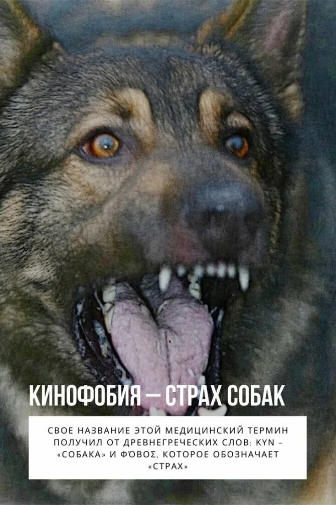Как называется боязнь собак. Страх собак.