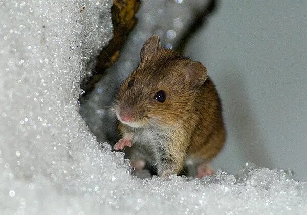 Как зимуют мыши полевки. Что делают мыши зимой. Мышь зимой в лесу. Мышь в норке. Мышь в сугробе.