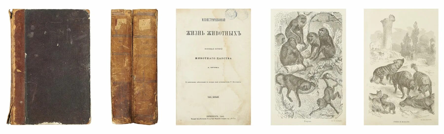 Аристотель трактат история животных. Органон аристотеля. Труд история животных аристотеля. Трактаты аристотеля. Брем жизнь животных 1929.