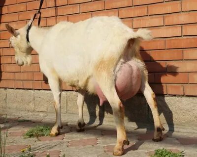 Почему коза