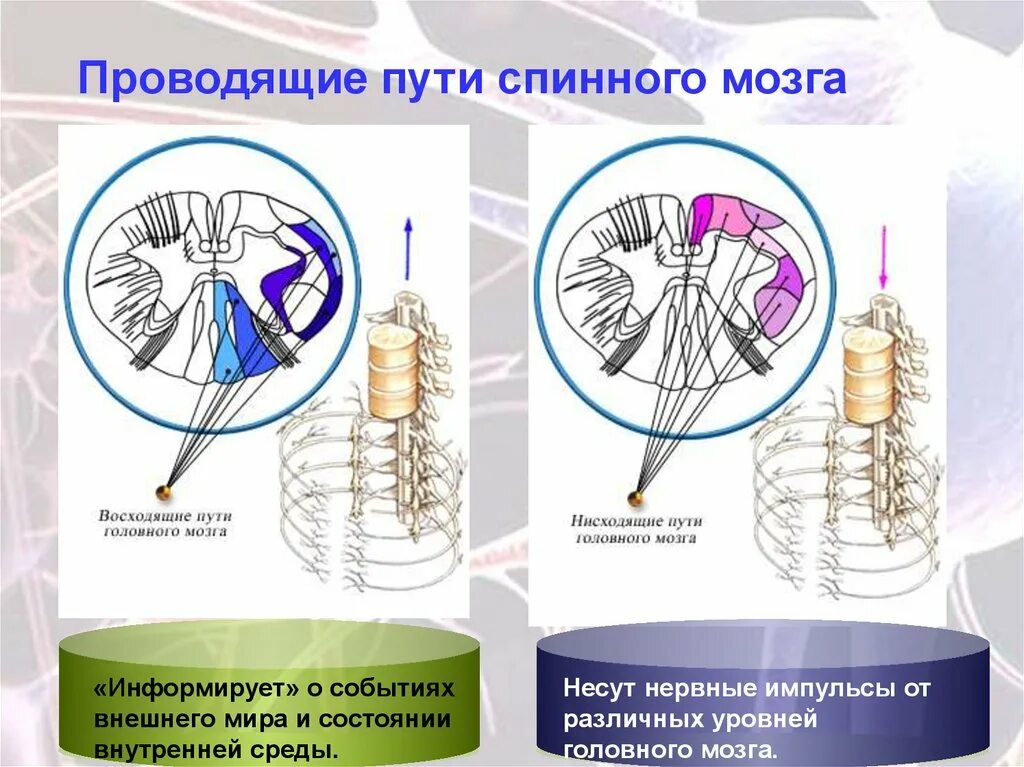 Нисходящие пути спинного. Восходящие проводящие пути спинного мозга. Нисходящие проводящие пути спинного мозга. Функция спинного мозга Проводящая восходящие пути. Проволящие путь спинного мозга.