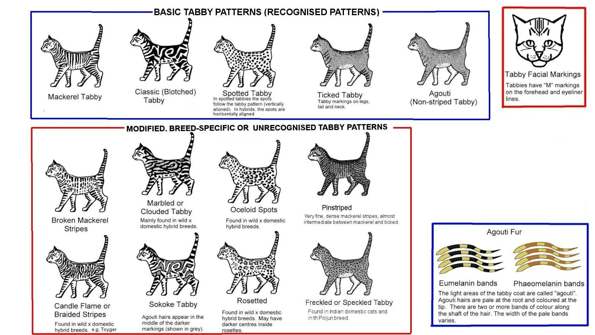 Окрас у кошек табби таблица окрасов. Окрас кошек табби схема. Виды табби окрасов шотландских кошек. Расцветка табби у кошек. Типы окрасов кошек