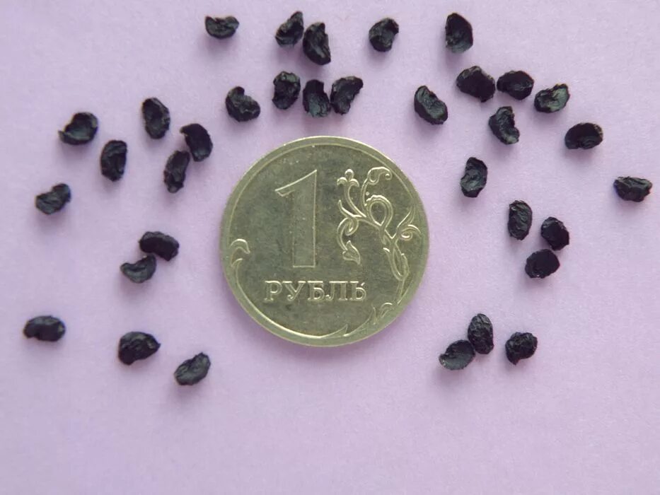 как можно назвать семена.