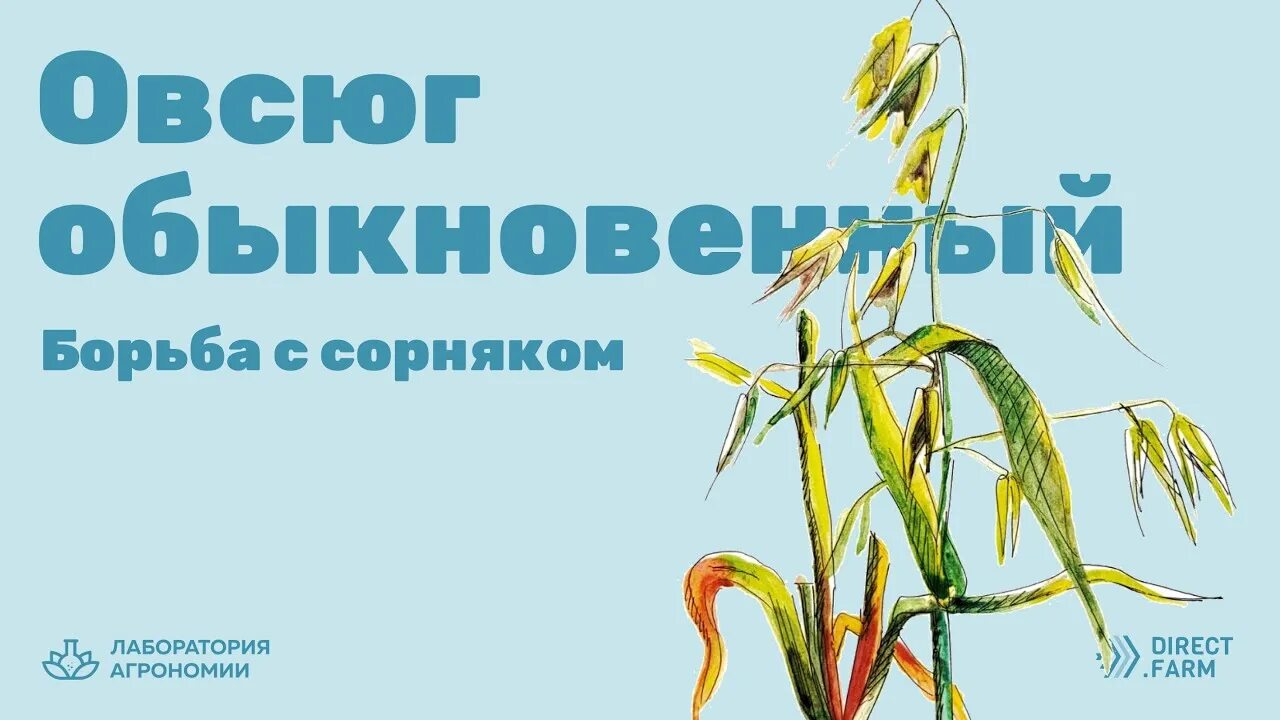 Гербицид против овсюга. Овес пустой, овсюг обыкновенный. овсюг обыкновенный в посевах пшеницы. овсюг на пшенице гербицидом. гербициды от овсюга по пшенице.