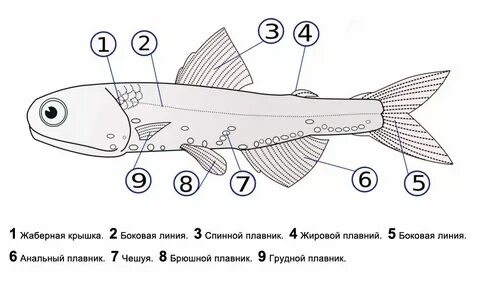 Плавники костистых рыб