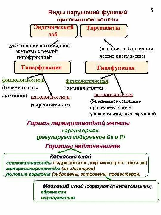 При гиперфункции щитовидной железы основной обмен. При гиперфункции щитовидной железы основной обмен