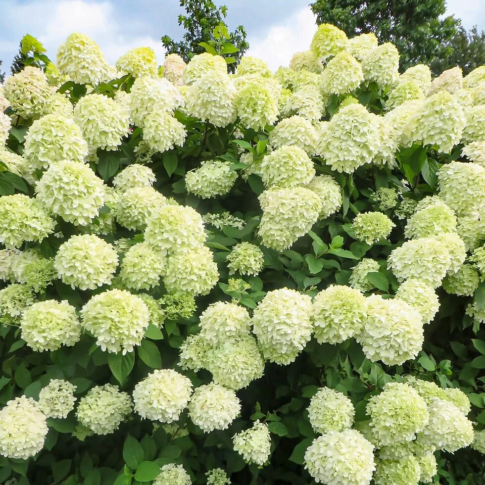 Hydrangea paniculata little. Hydrangea paniculata little