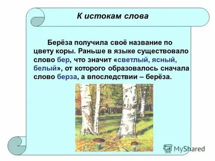 Переносное значение слова береза