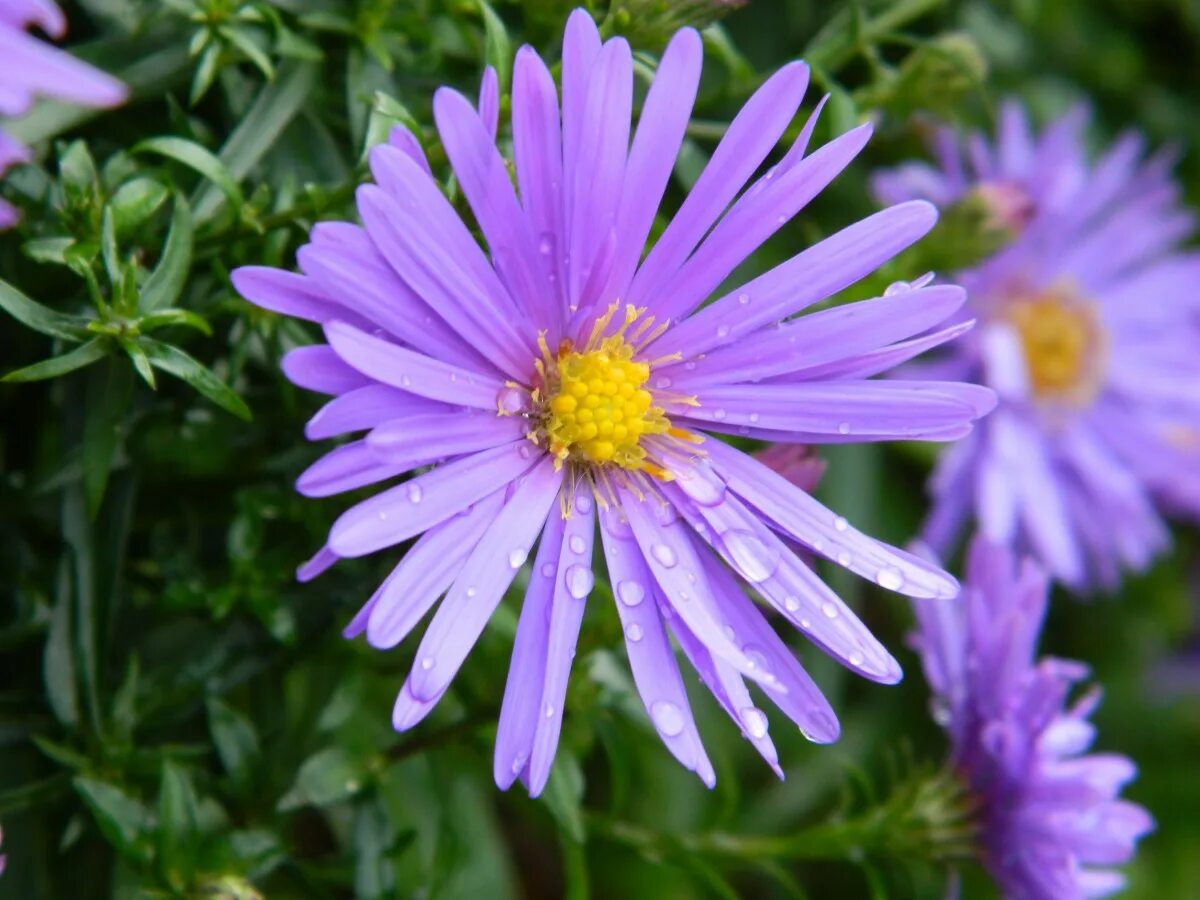 File:Aster amellus plants (aka).jpg Wikipedia