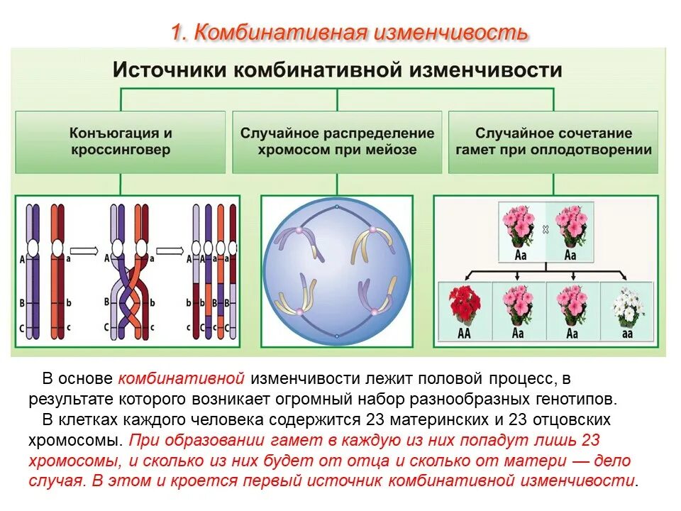 Комбинативная изменчивость причины это в биологии. Механизмы комбинативной изменчивости таблица. Комбинативная изменчивость это в биологии 9 класс. Комбинативная мутационная изменчивость ЕГЭ биология. Появление мутаций при половом размножении