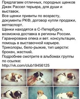 Чем кормить джек рассел терьера