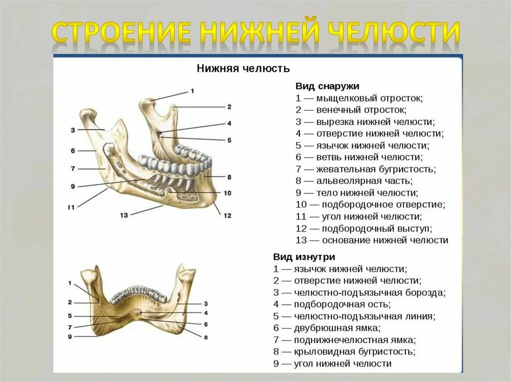 Нижняя челюсть вид сбоку анатомия. Анатомическое строение нижней челюсти. Нижняя челюсть анатомия строение кости. Строение верхней и нижней челюсти анатомия.