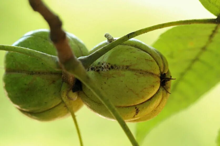 Carya floridana. Кария овальная. Кария овальная. Гикори, или кария (carya). Орешник гикори.