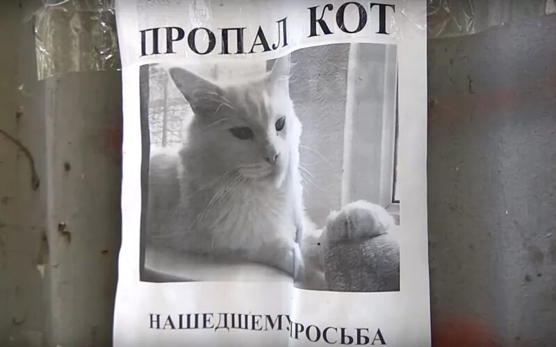 Включи коты нету