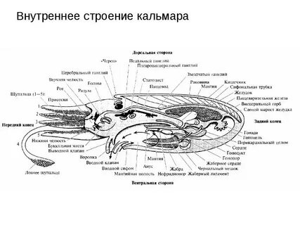 Схема внутреннего строения