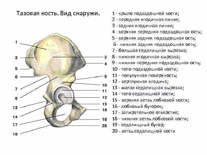 Подвздошной кости 2. Строение таза подвздошная кость. Строение кости таза человека анатомия. Суставные поверхности подвздошной кости. Таз анатомия вид сбоку.