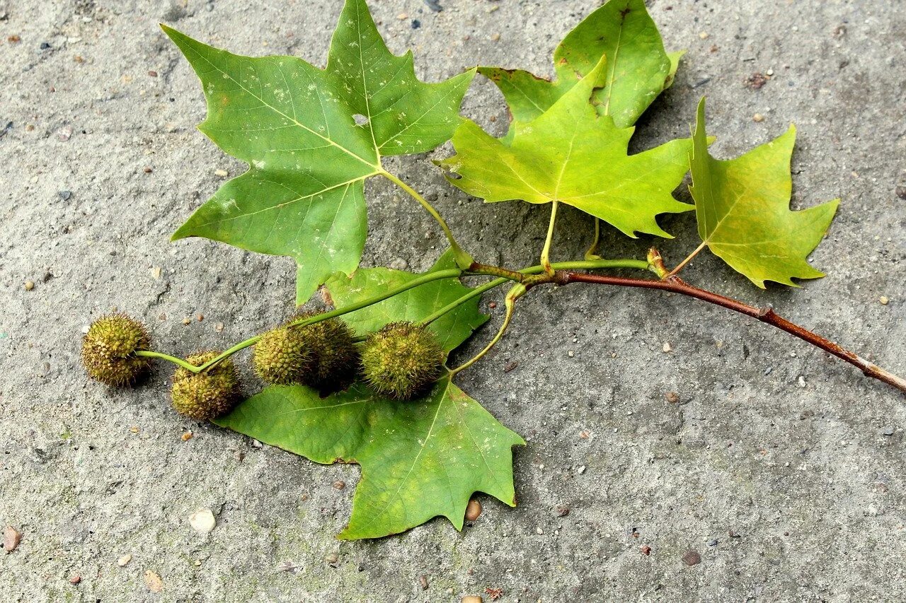 Платаны деревья листья. Платан западный (сикомора). Платан дерево. Платан чинара. Platanus orientalis дерево.