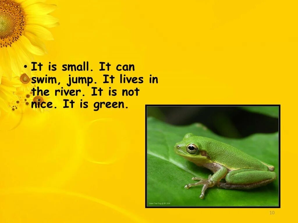It is can jump. It is green или its green. не is a green. can swim. it can swim.