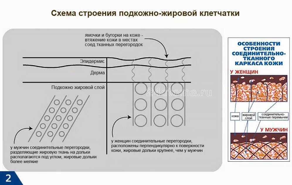 Подкожно жировая клетчатка у женщин. Структура слоя подкожной жировой клетчатки. строение слоя жировая клетчатка. подкожно жировая клетчатка схема. ячеистая подкожно жировая клетчатка.