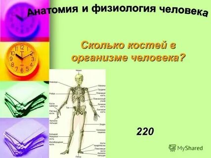 Дольше тел 3