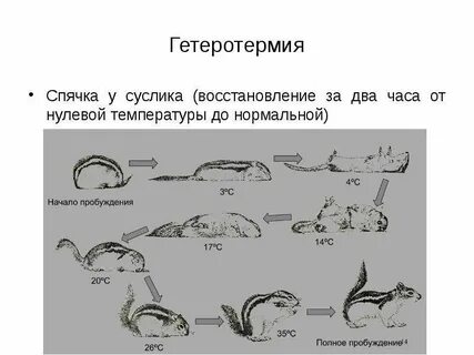 Гетеротермия это