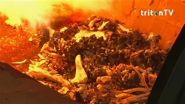 Кремирование животных. Люберецкий крематорий для животных. кремация трупов животных.