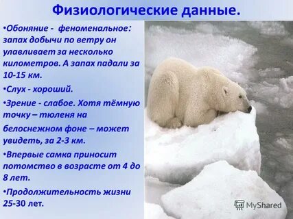 Информация о белом медведе 4 класс