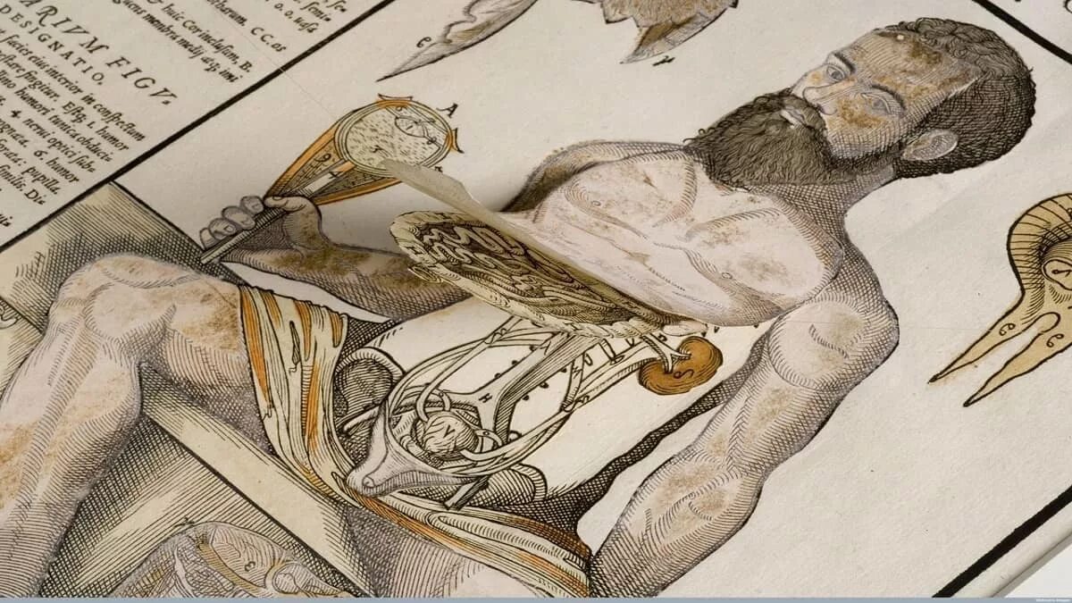 Андреас Везалий анатом. Андреас Везалий медицина. Анатомия Андреаса Везалия. Андреас Везалий (1514-1564).