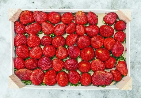 Клубника кама описание сорта отзывы