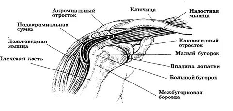 Сумки плечевого сустава