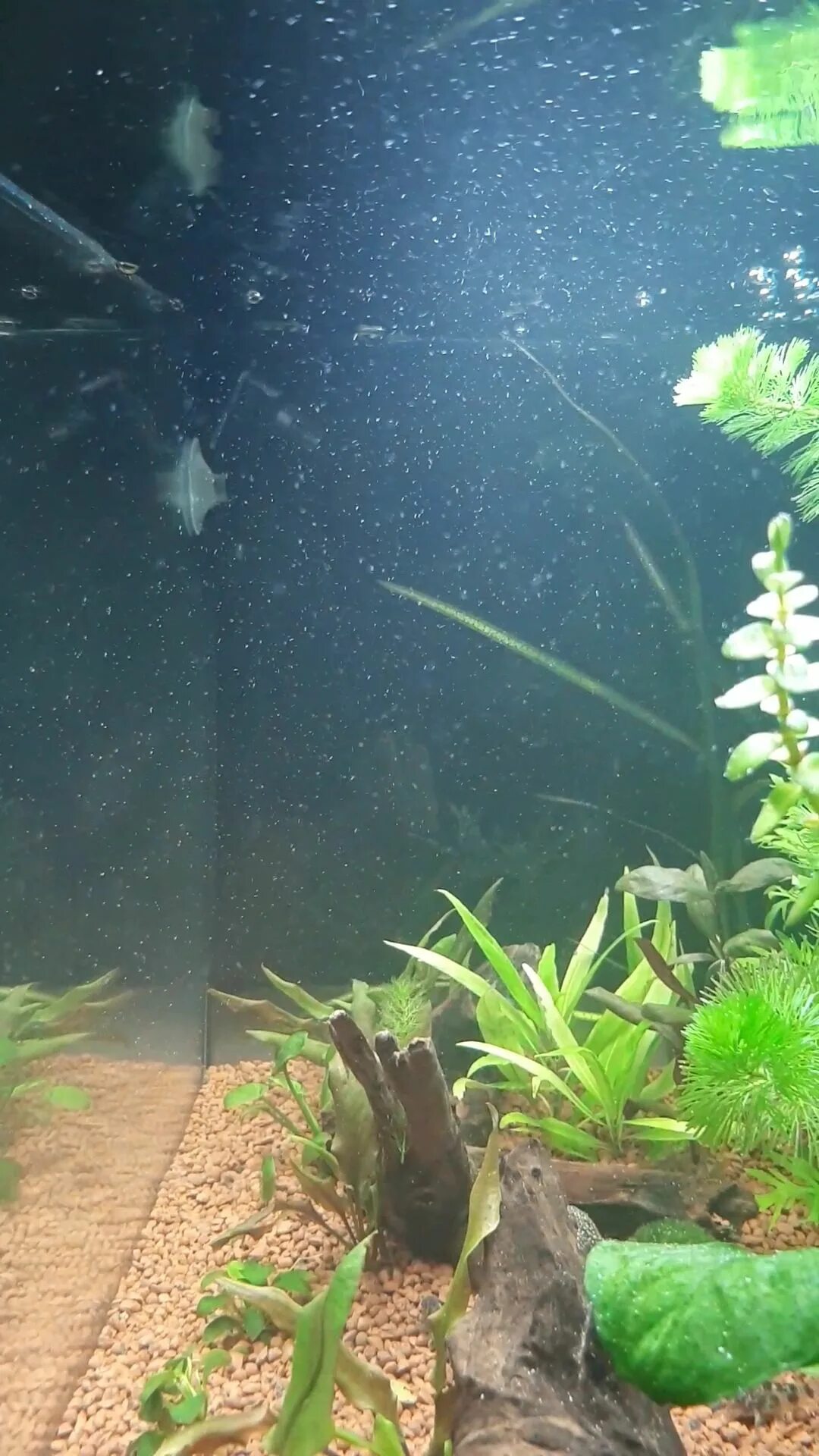 Пузырьки в аквариуме. Пузырьки на поверхности аквариума. Фильтр в аквариуме перестал пускать пузырьки. Самые мелкие пузырьки в аквариуме. Почему пузыри в аквариуме