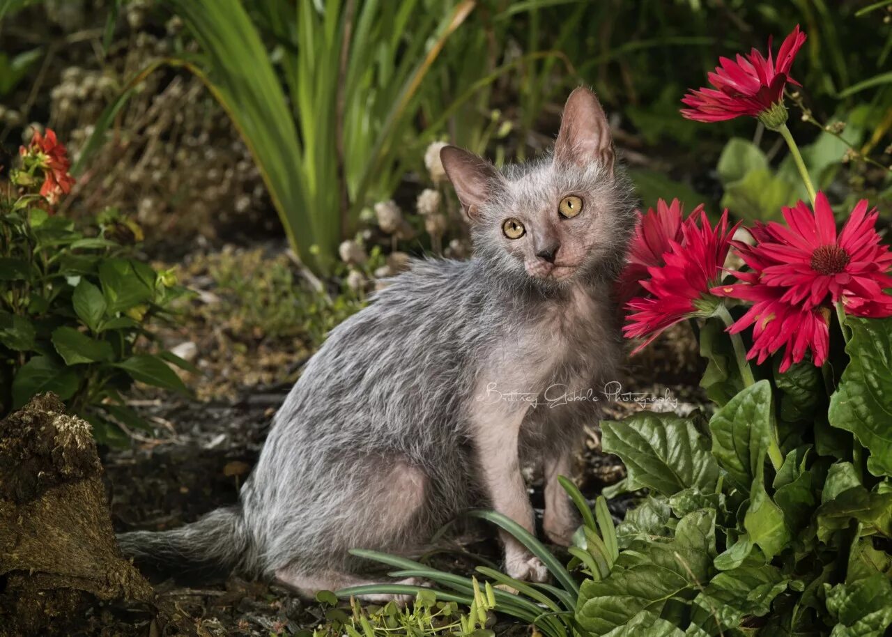 Кошечка отзывы. Ликои (Ликой). Порода кошек Ликои. Ликой (Lykoi) кошка оборотень. Порода Ликой.