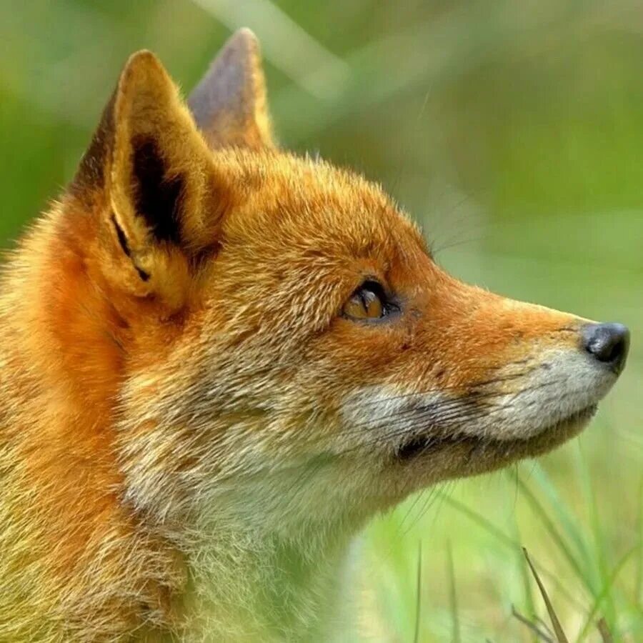 First fox. Лиса. Обыкновенная лисица. Морда лисы. Лис сбоку.