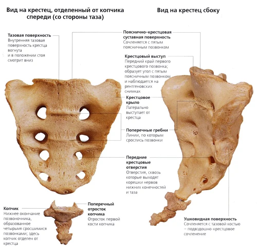 Скелет человека позвоночник копчик. Крестец анатомия человека строение. Крестец какого отдела. Осевой скелет позвоночник. Крестец анатомия у человек скелет.