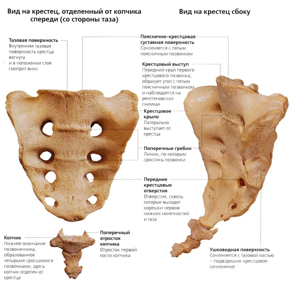 Крестец анатомия человека строение. Строение крестцового отдела позвоночника. Строение позвонков копчикового отдела. Крестец и копчик анатомия человека.