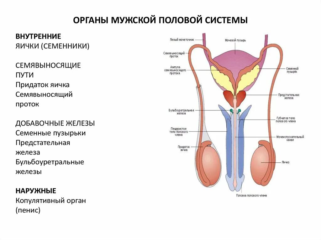 Органы составляющие женскую. Внутреннее строение мужской половой системы. Строение половой системы анатомия. Строение мужской половой системы анатомия. Анатомия репродуктивной системы мужчины.