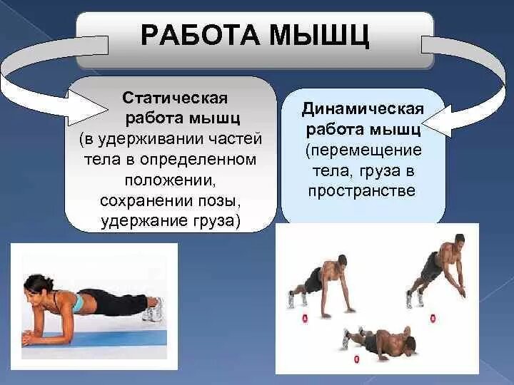 Режим работы мышц при выполнении статических упражнений