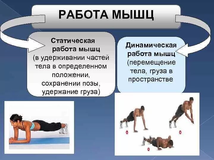 Динамическая и статическая работа. Работа мышц. статическая работа мышц. динамическая работа мышц. статисеская работаммышу.