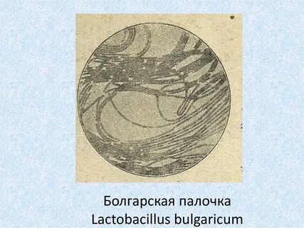 Болгарская палочка