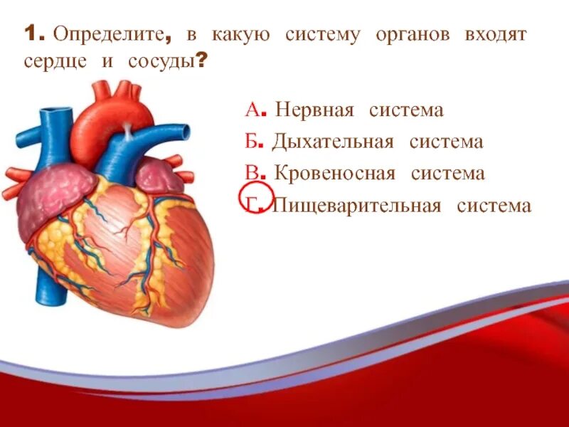 В состав какой системы входит сердце. Сердце как входит в систему органов. В состав какой системы органов входит сердце. В сосват какой системы органов входит сердце. В состав стенки камер сердца не входит.