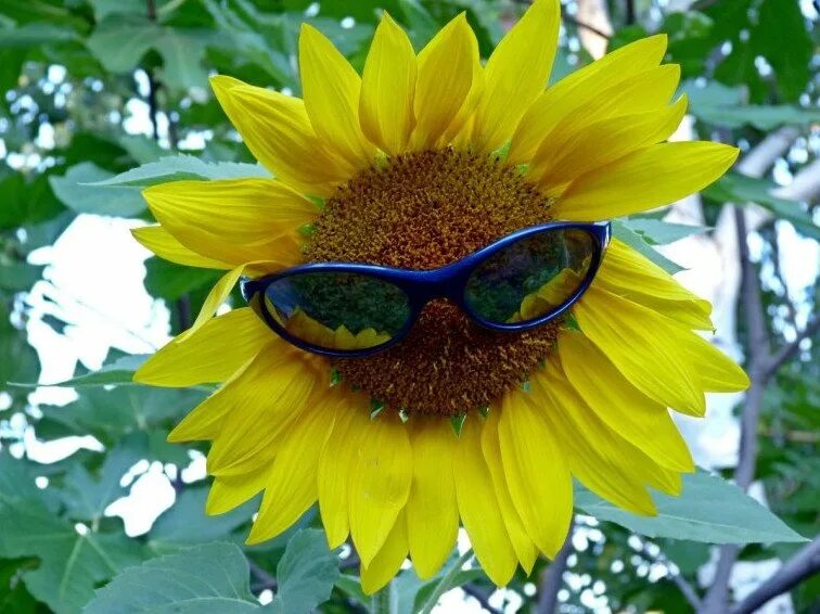 Plants vs zombies подсолнух. Двойной подсолнух pvz. Поле подсолнухов в щёлково. Подсолнух против. Pvz rule 34 подсолнух.