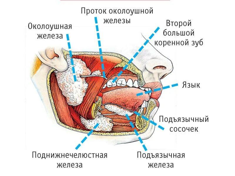 Околоушная железа где. Сосочек протока околоушной железы. Сосрчек протока околоушной ж. Сосочек протока околоушной железы анатомия. Проток околоушной железы топография.
