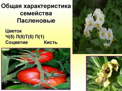 Характеристика пасленовый