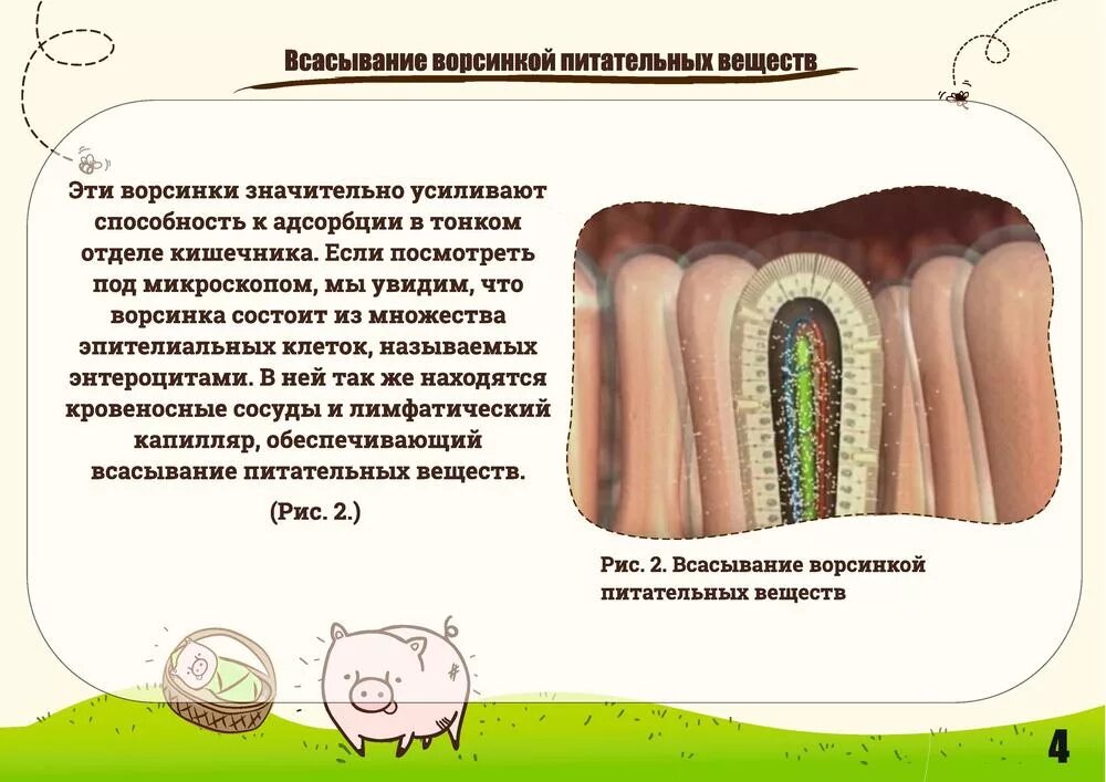 Всасывание питательных веществ в тонком кишечнике. Всасывание питательных веществ. всасывание питательных веществ происходит в. процесс всасывания питательных веществ. всасывание питательных веществ происходит в кишечнике.