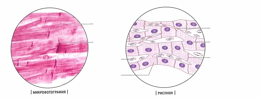 Сердечная мышечная ткань рисунок. Скелетная мышечная ткань гистология препарат. Поперечнополосатая сердечная мышечная ткань гистология препарат. Сердечная мышечная ткань гистология. Поперечно мышечная ткань гистология.