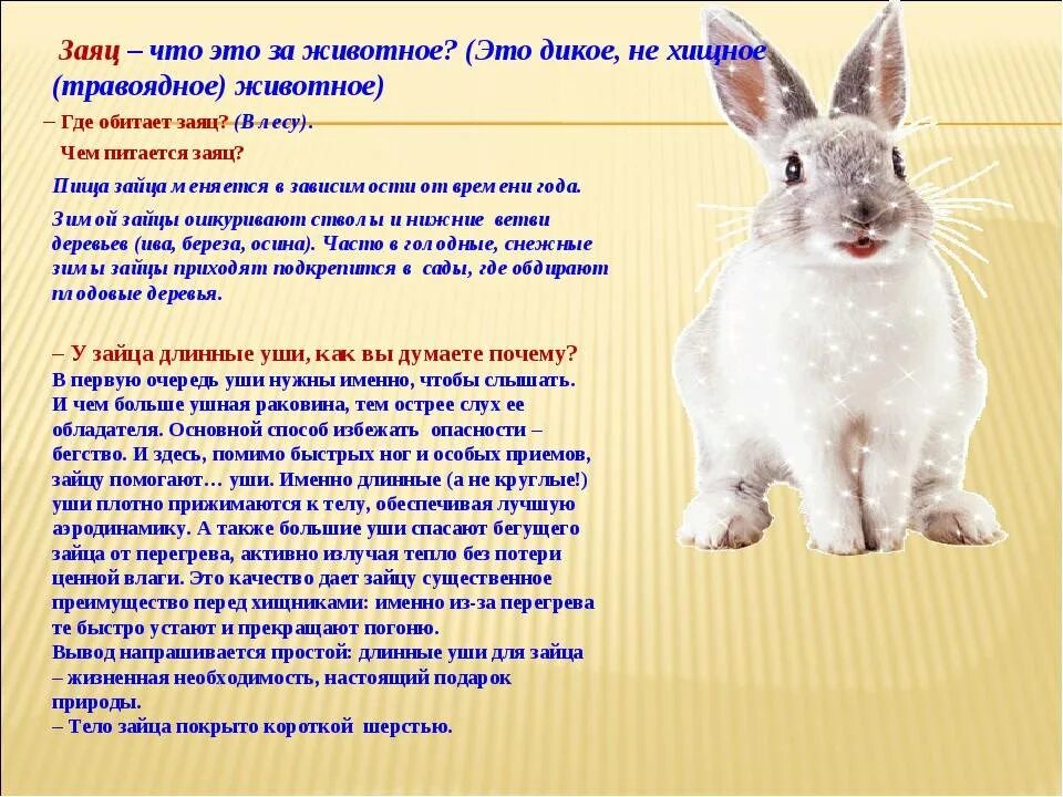 Характеристика зайца. Описание домашних животных. Описание зайца для детей. Заяц картинка с описанием.