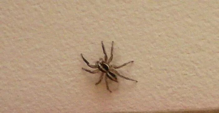 Черно белый паук дома. Белый каракурт маленький паук. Паук сенокосец в доме. Паук сенокосец паутина. Черный паук в квартире.